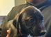 Cocker spaniel cross