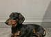 Black and tan long haired female dachshund