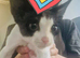Beautiful 3-Month-Old Boy Kitten