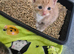 Sushi's litter