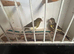 Breeding pairs of canaries for sale