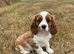 Gorgeous DNA tested clear female Cavalier