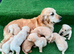 Goldador puppies 8 available