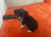 Parson russell cross chihuahua puppy for sale
