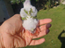 Beautiful hand reared tame conure