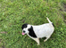 Cocker Spaniel