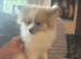Beautiful female Pom