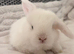 Pure bred Mini lops rabbits