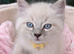 Adorable ragdoll kittens