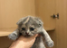 Scottish Fold & Straight Kittens