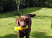 Labrador retriever, six months old