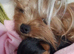 Beautiful Miniature Yorkshire terrier puppies