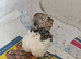 Available Tiny Button Quail Pair 1 x  Rarer Colour Tuxedo Pied Boy and 1 x Lovely Girl &pound;19 the pair