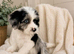 F1B ShowLine cockapoo