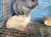 Ebony Hetro dark male