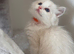 Stunning Blue/Lilac Bi-Colour Ragdoll Kittens – 7 Available