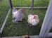 Lavender Pekin cockerel and yellow millefleur cockerel