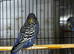 4 pairs of Black face budgies