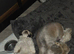 Shihtzu male puppy