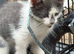 Ragdoll x one solid grey boy and 2 black girls