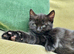 British shorthair kittens black