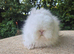 STUNNING TEDDYDWERG BOY- PARENTS IMPORTED FROM EUROPE