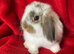 Gorgeous Pure Mini Lop Rabbits