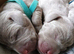 Beautiful KC registered Weimaraner Puppies. Hip Scored Parents. Champion bloodlines.Sire Show Weimaraner of the year 2025.