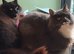 Rehoming 2 cats