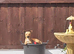 12 Month old Female Jack Russel