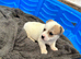 1 Long haired Jack Russel boy