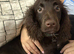 Cocker spaniel puppy