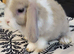Beautiful Mini lop looking good a home