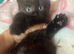 Grey/Russian Blue