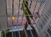 Budgies and cage