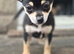 Beautiful Chihuahua