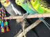 BUDGIE FOR SALE