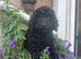 LAST Pedigree Toy Poodle GIRL Puppy DNA CLEAR
