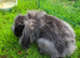 Continental Giant x Lion Lop