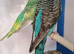 Pair of budgies