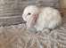 Mini lop bunnies