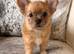 Beautiful Longcoat little boy