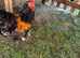 Roosters Pekin