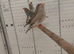 Zebra finches for sale