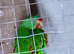 Breeding pair of swift parrots