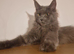 Half Maine coon