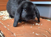 Gorgeous Pure Bred Mini Lop Rabbits - Only 1 left.