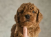 Toy Goldendoodles ~ READY TO LEAVE