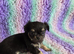 Tri colour male chihuahua puppy thai lines