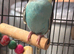 Young budgies